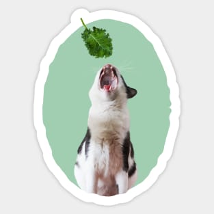 My Fav Food Is Kale Sticker